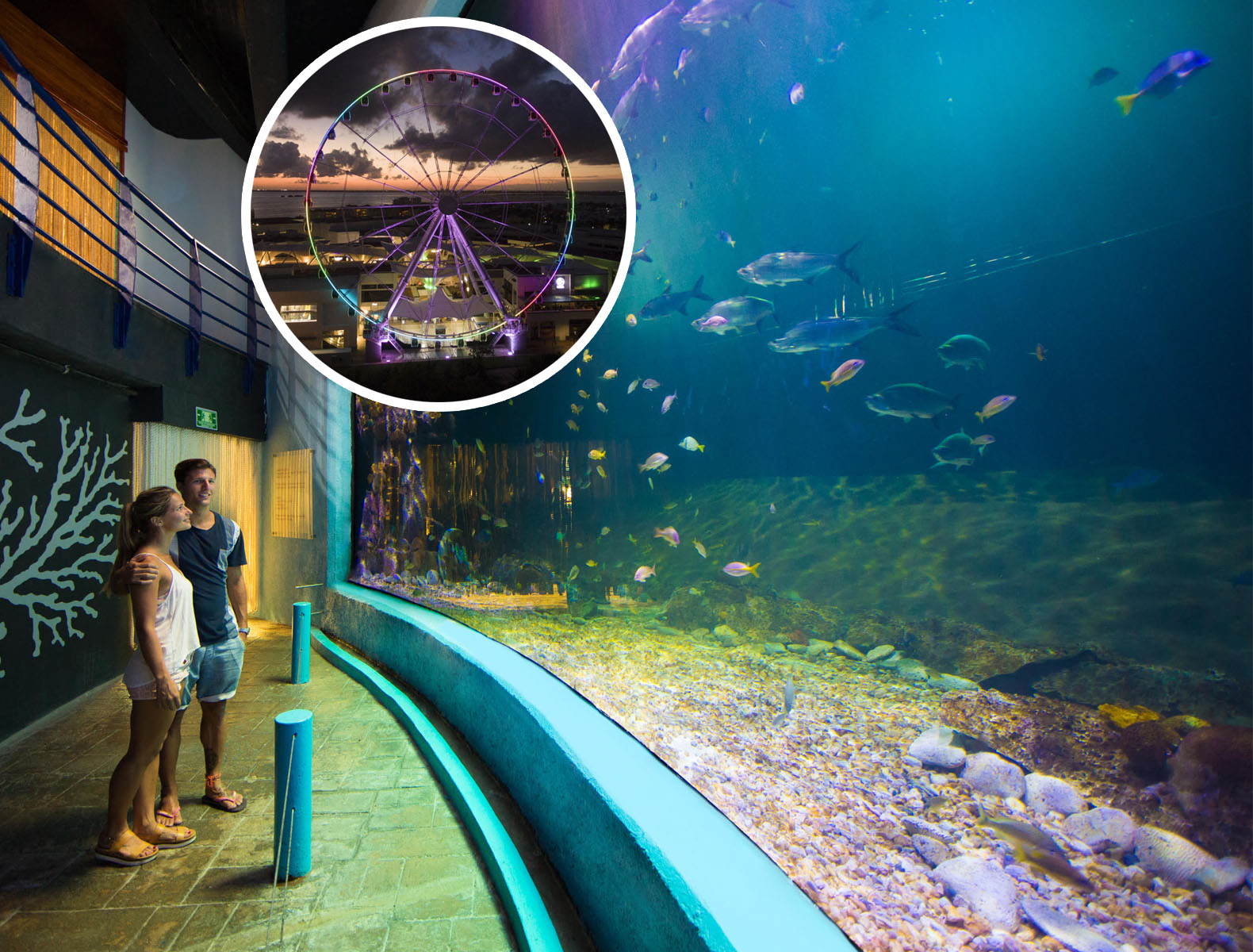 Acuario – Acuario Acuario Interactivo Cancún | Entrada + La Gran Rueda | Delphinus